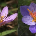  Links Herbstzeitlose - rechts Herbst-Krokus