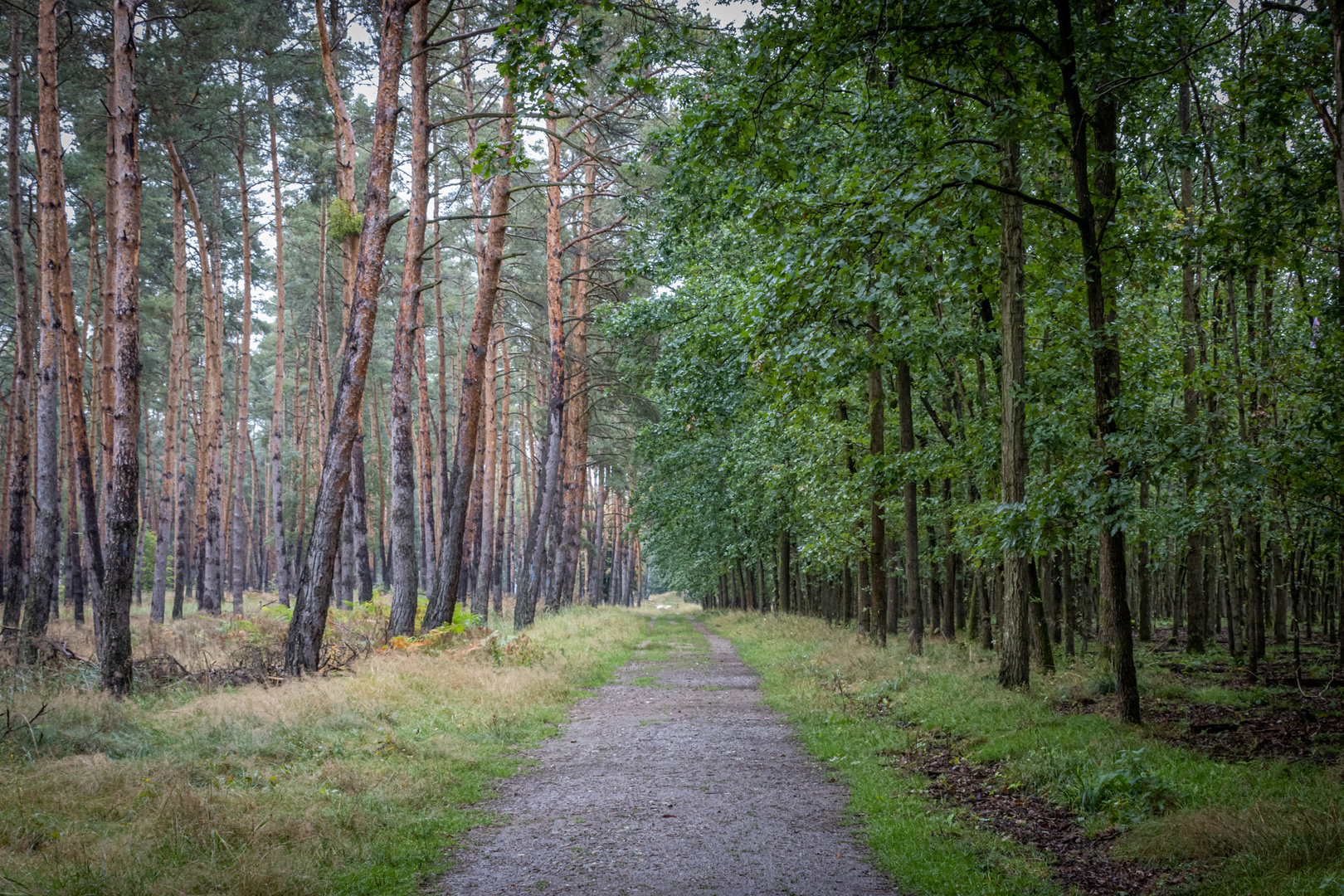 links Kiefer, rechts Ahorn