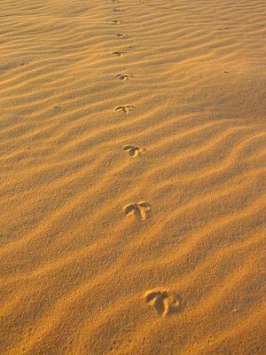 Links, rechts, links ....