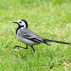 Links, rechts, links eine Bachstelze (Motacilla alba) im strammen Marsch 