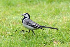 Links, rechts, links eine Bachstelze (Motacilla alba) im strammen Marsch 