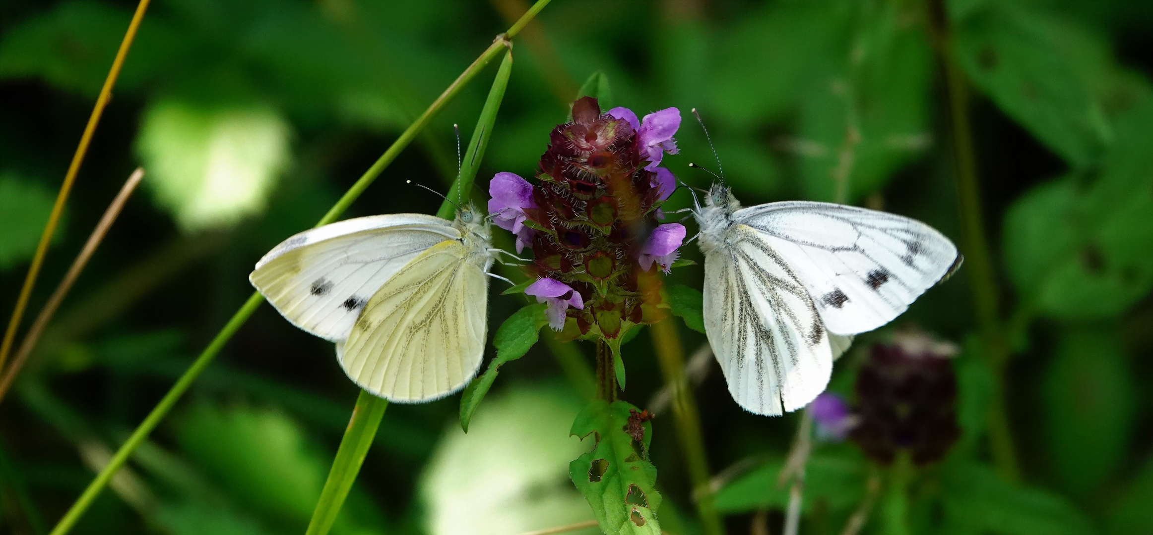 Links u. Rechts