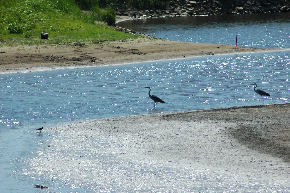 links und rechts vom Elbe-Radweg