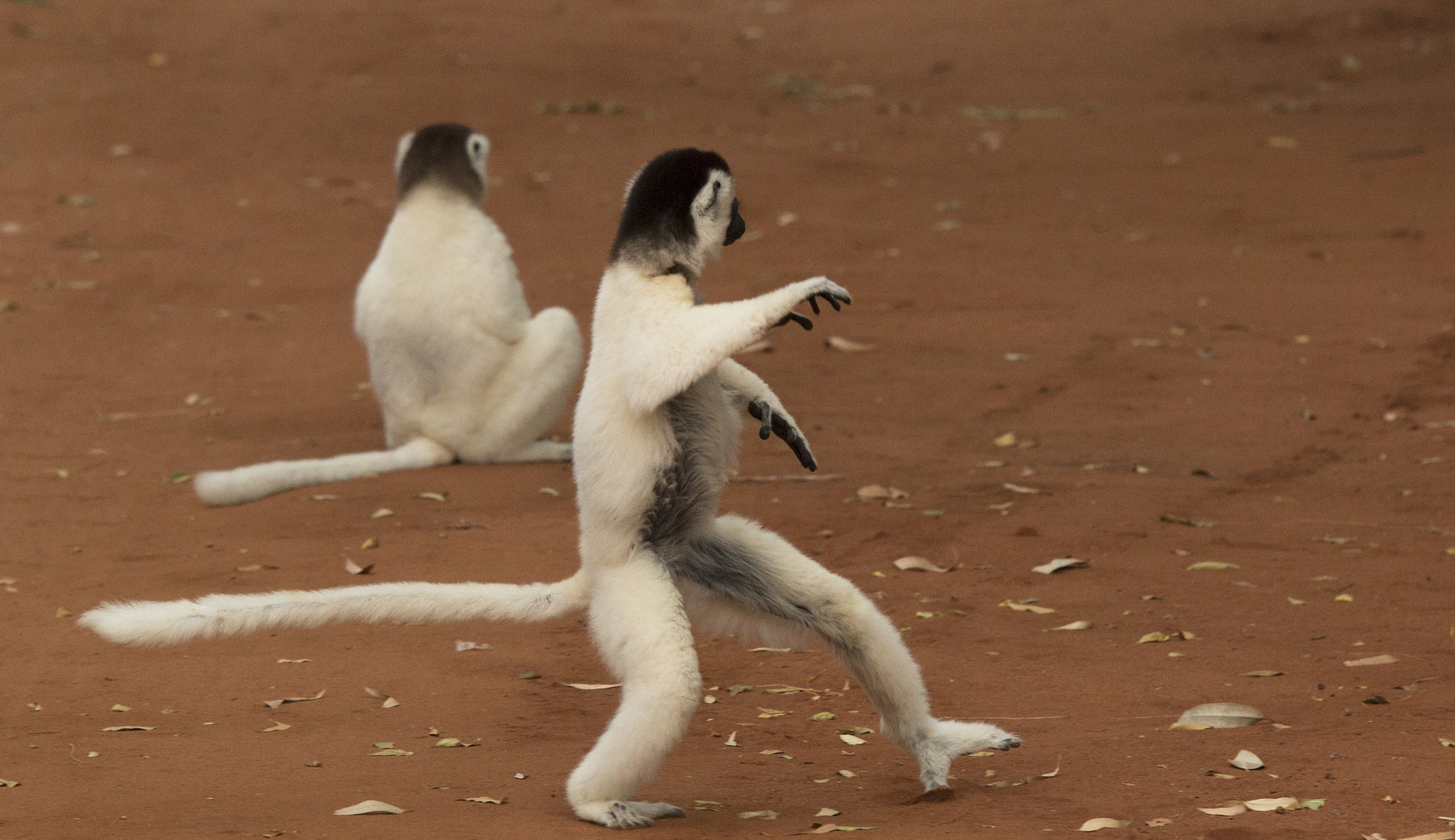 Links zwei drei..   rechts zwei drei ...         Tanzende Lemuren