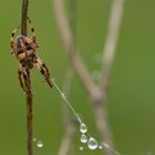 Linkshänder