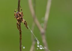 Linkshänder