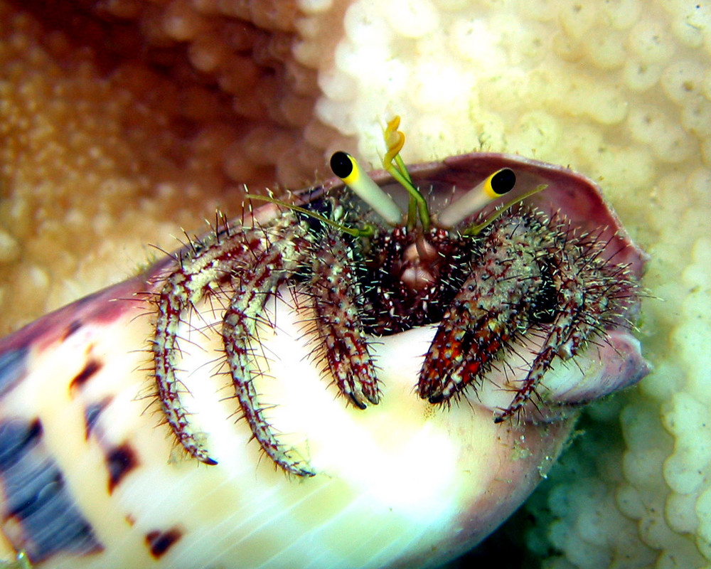 Linkshänder Einsiedlerkrebs, Hermit Crab, Diogenidae