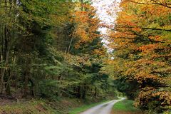 -Linkskurve durch den Herbstwald-