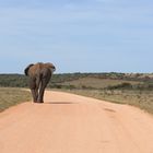 Linksverkehr im Addo Elephant Park