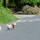 LINKSVERKEHR in Cornwall