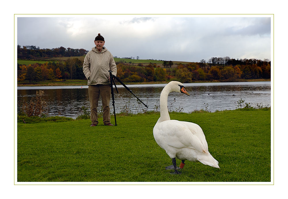Linlithgow Loch with Swan