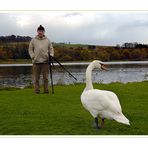 Linlithgow Loch with Swan