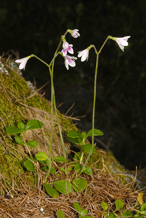 Linnea (Linnaea borealis)