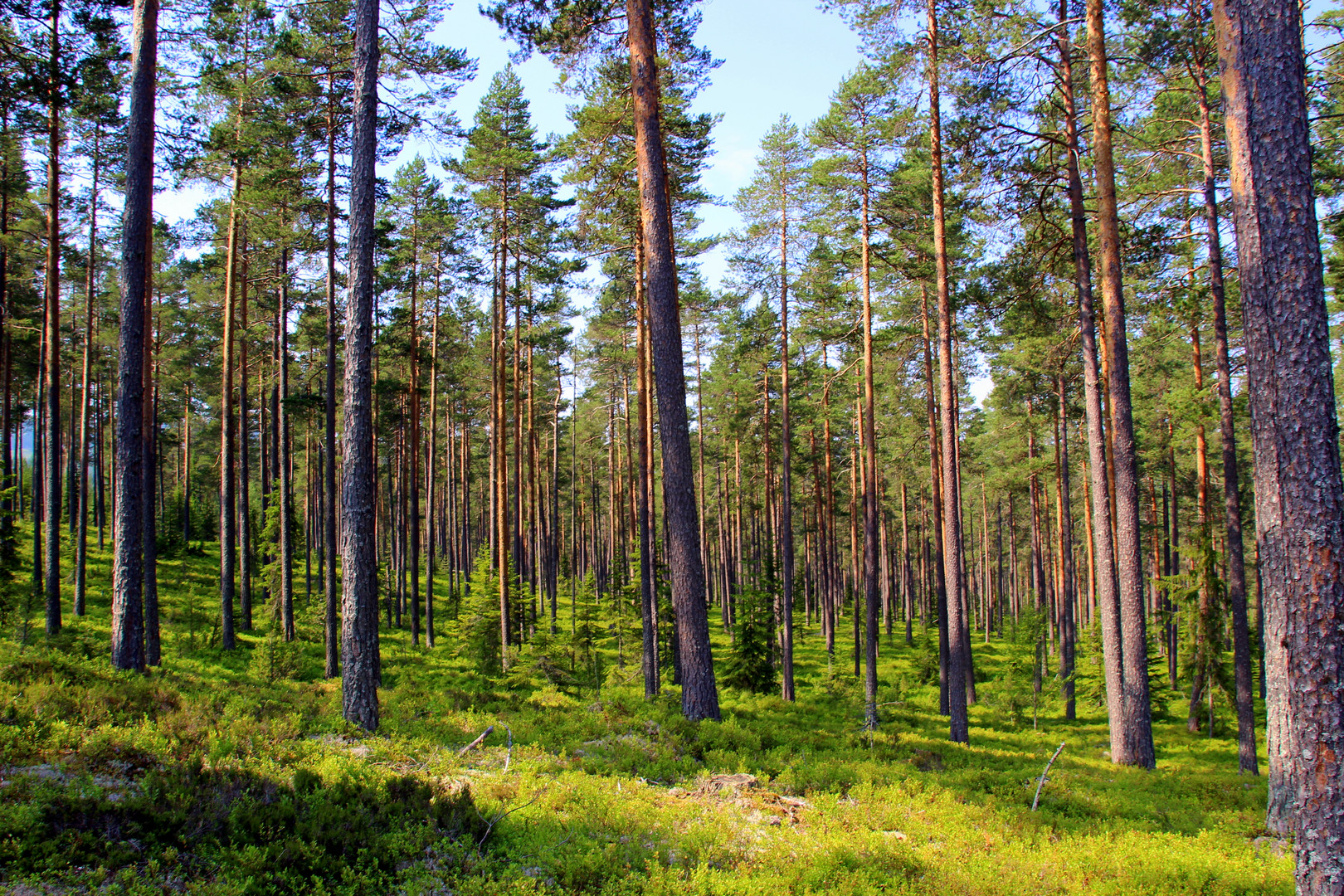 Linnéstigen - Gopshus - Mora - Dalarna - Schweden - Europa