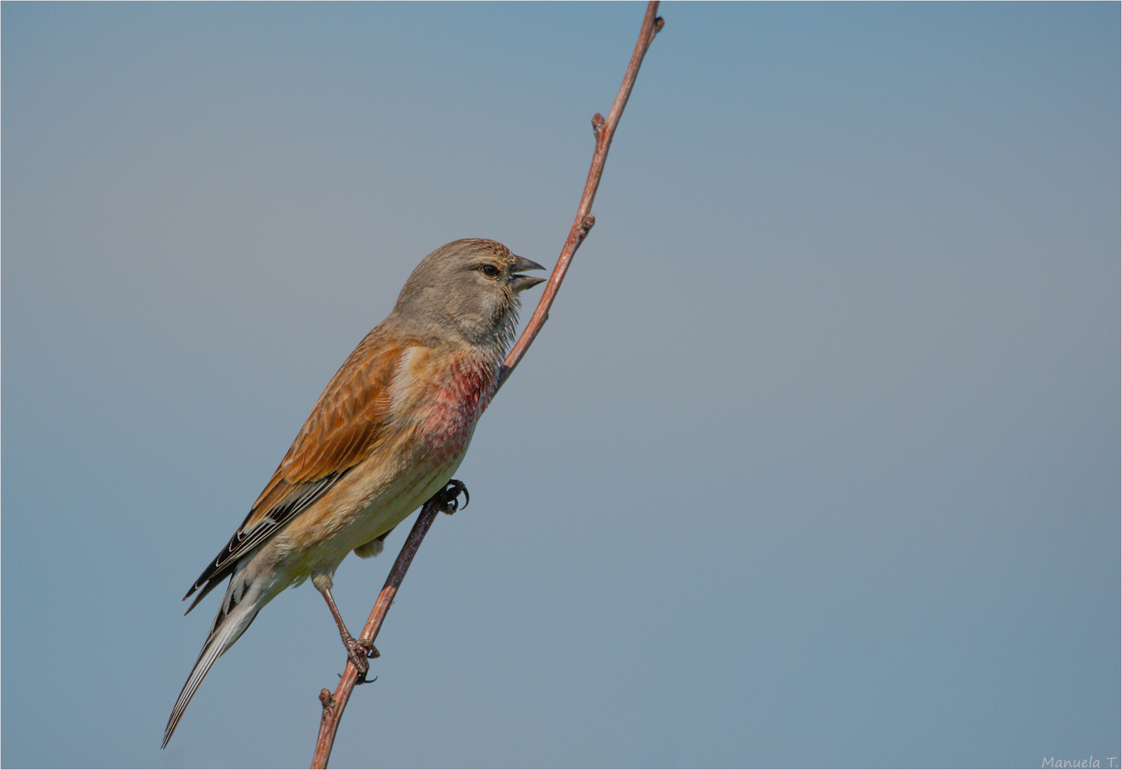 Linnet