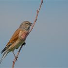 Linnet