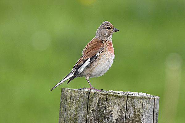 Linnet