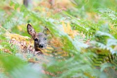 l'innocence de la chevrette