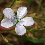 Lino pálido (linum bienne)