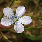 Lino pálido (linum bienne)