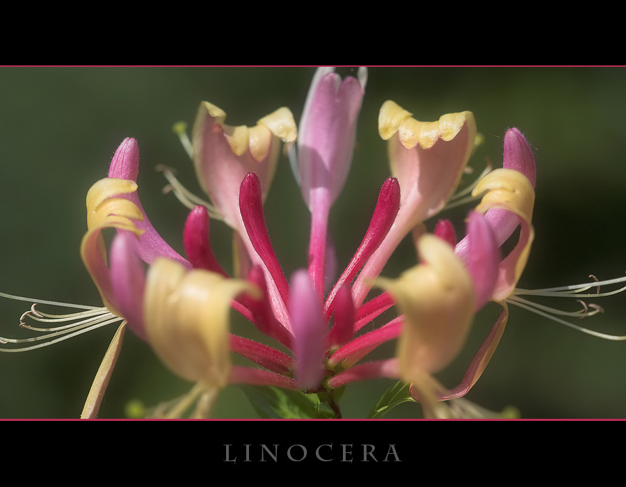 Linocera