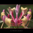 Linocera