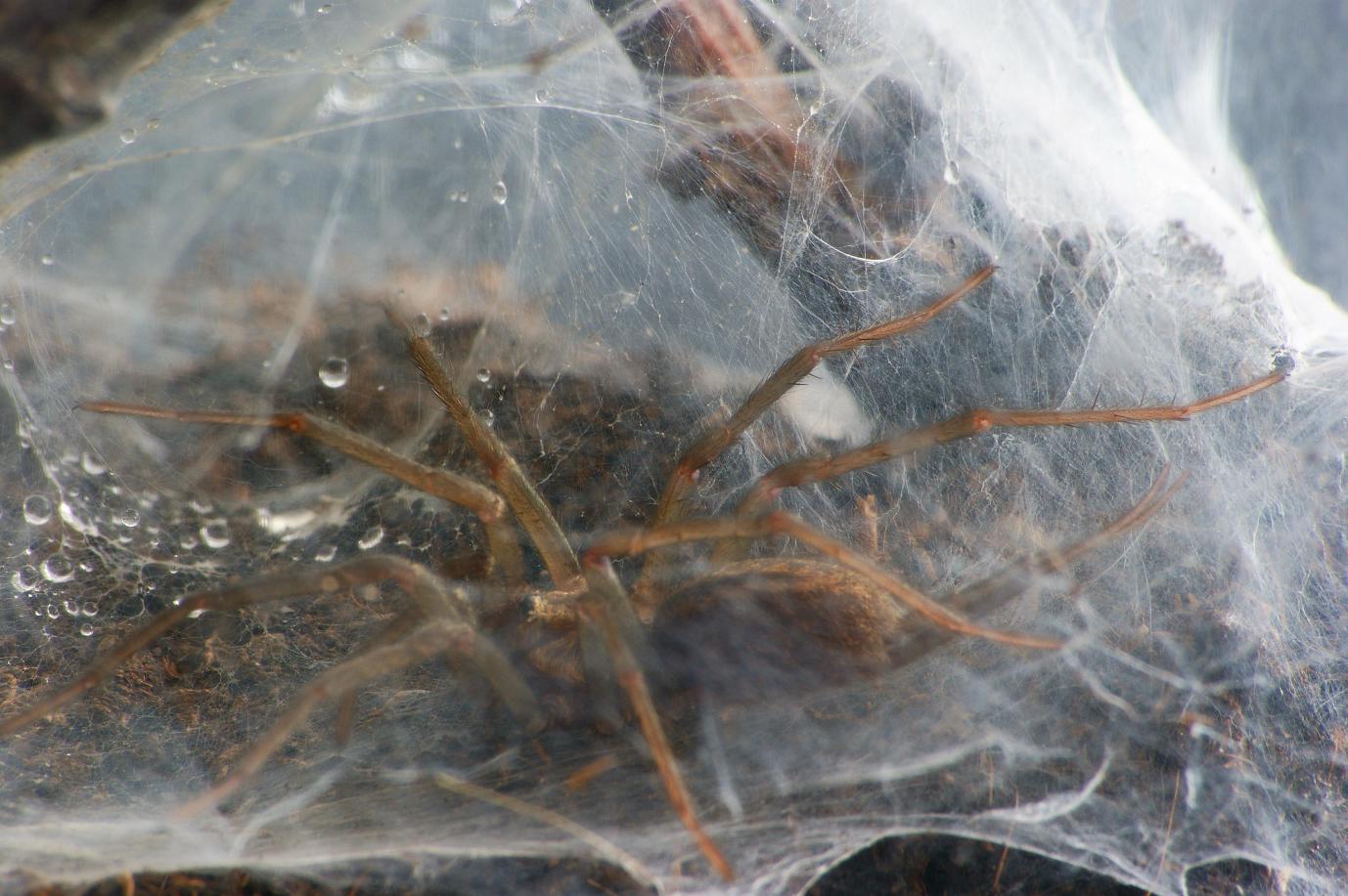 Linothele megatheloides, jungtier