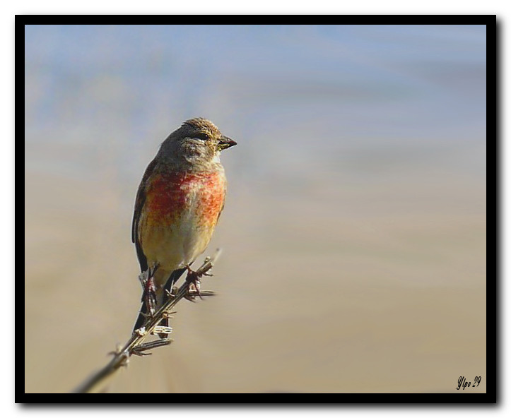 Linotte mélodieuse