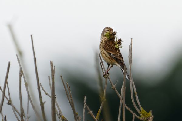 Linotte mélodieuse 2