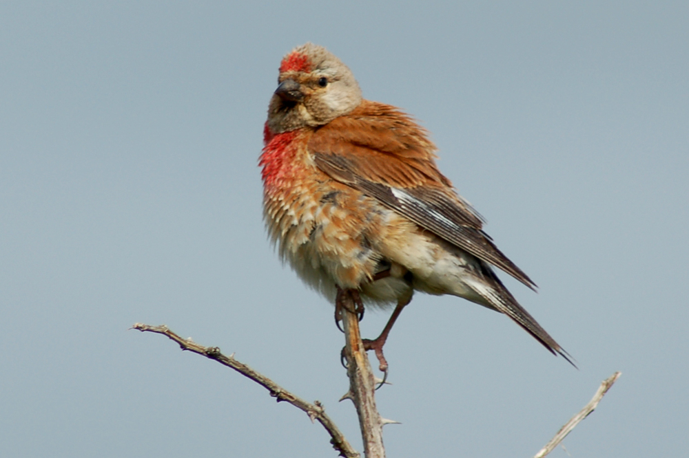 Linotte Mélodieuse