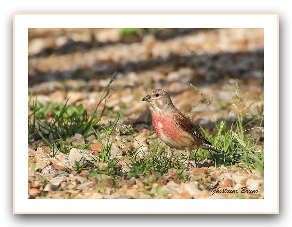 Linotte mélodieuse