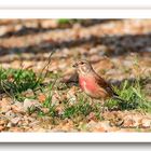 Linotte mélodieuse