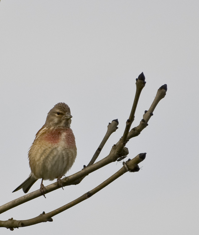 Linotte melodieuse