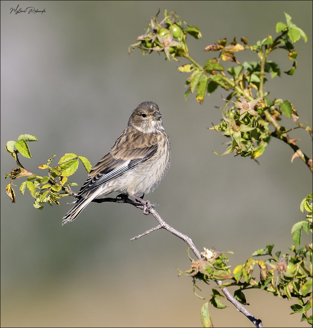 Linotte mélodieuse femelle