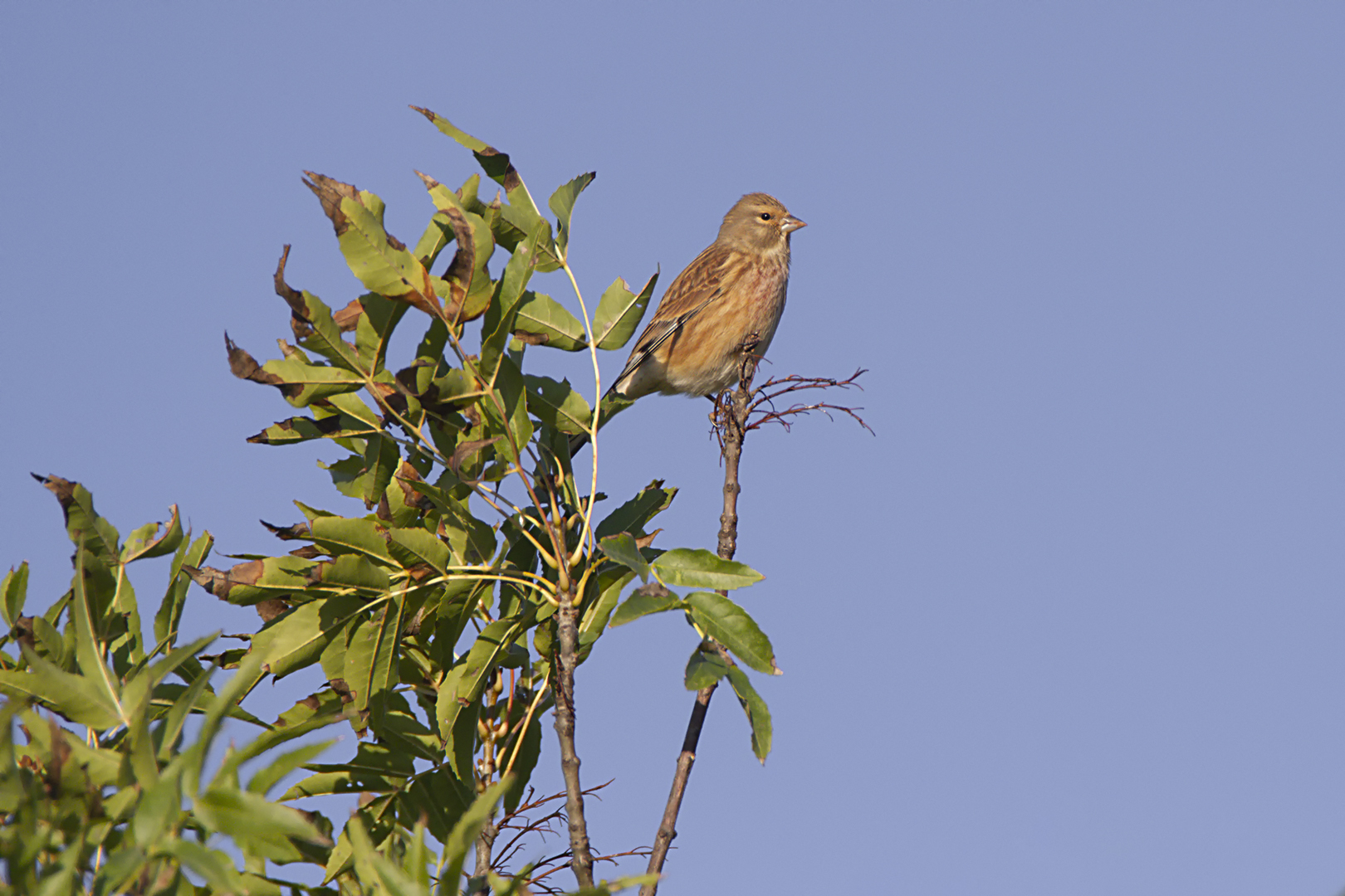 Linotte mélodieuse, Linaria cannabina - Common Linnet