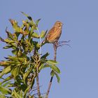 Linotte mélodieuse, Linaria cannabina - Common Linnet