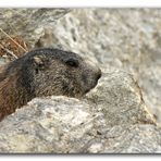 L'inquilina della pietraia: La Marmotta.