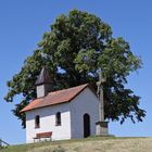 Linsbergkapelle bei Hofaschenbach mit Sommerlinde (2019_06_27_EOS 6D Mark II_4323_ji)