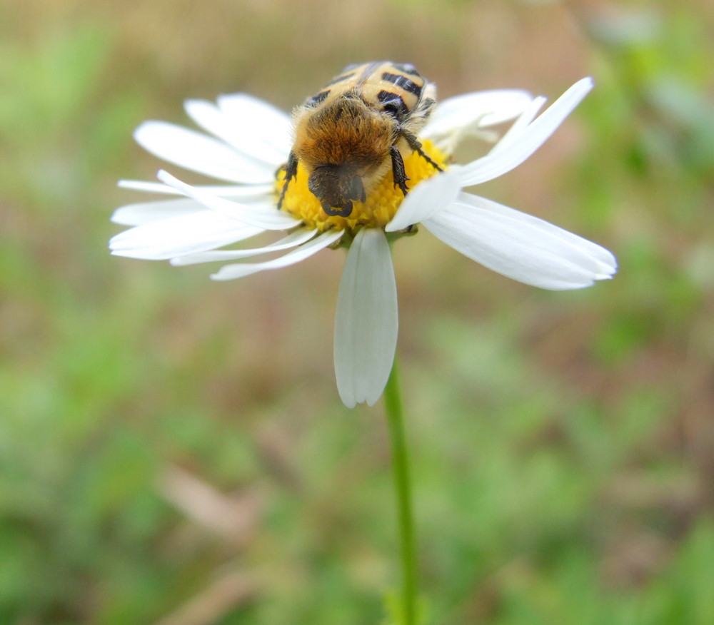 Linse weg von meiner Blume!