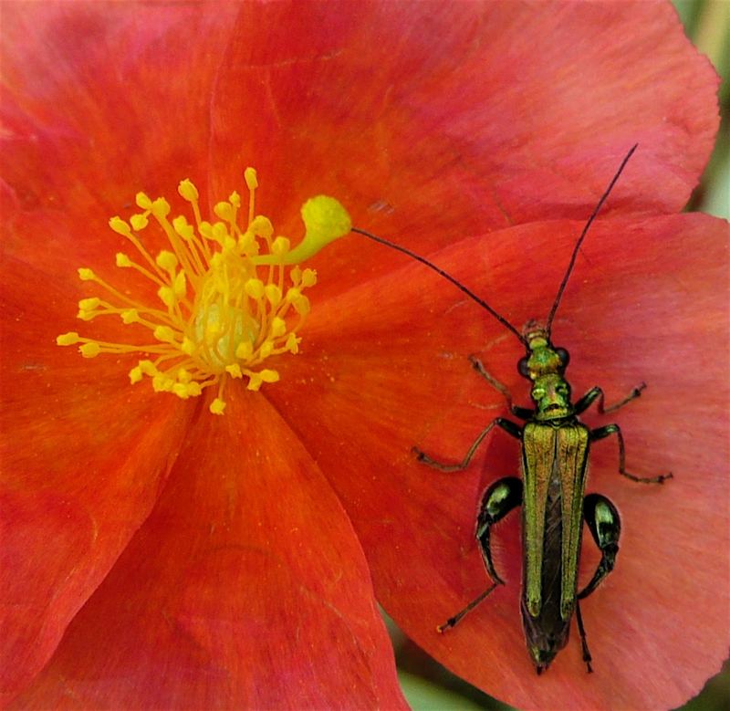 l'insecte à la "tête de mort"