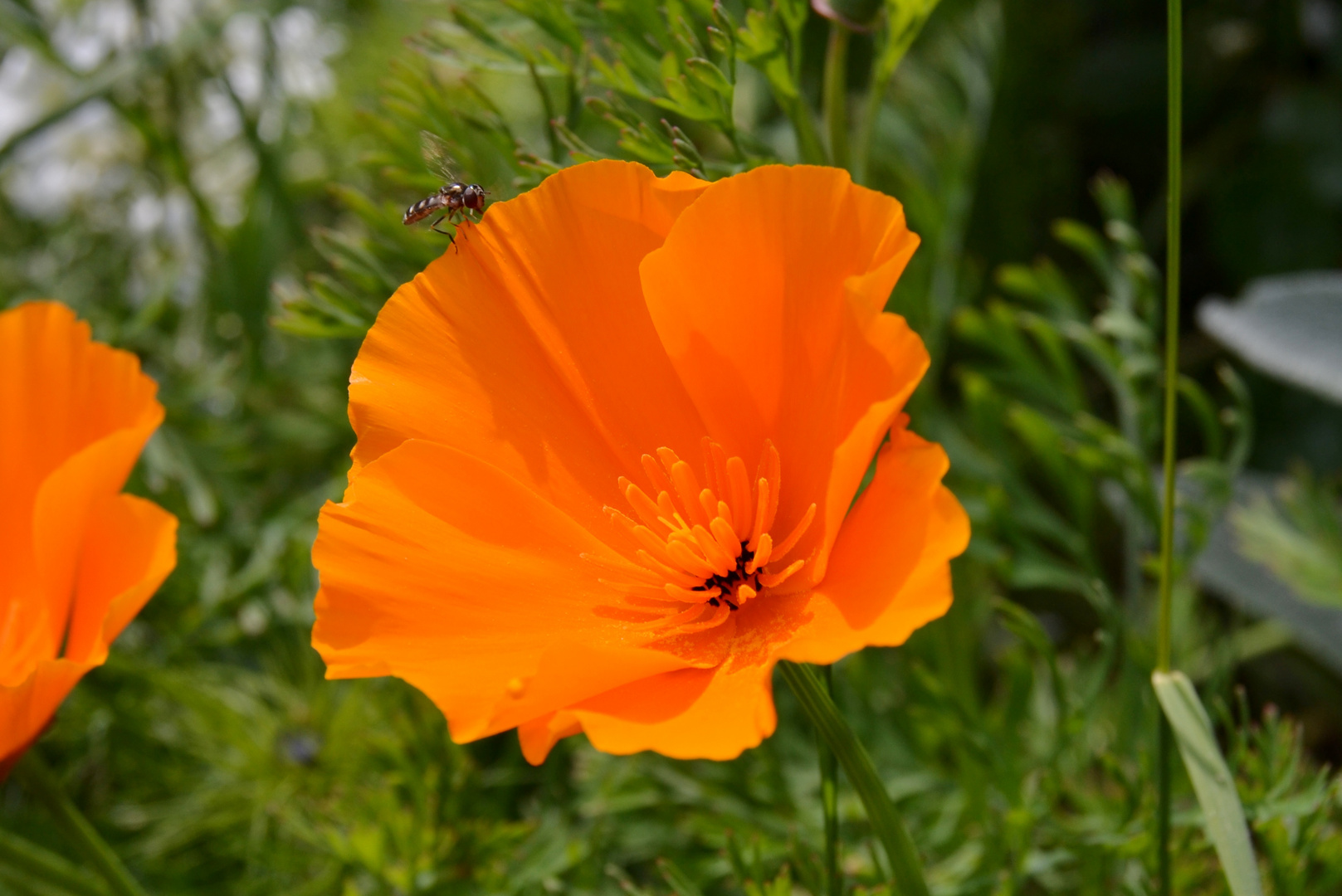 L'insecte c'est poser au bon moment...