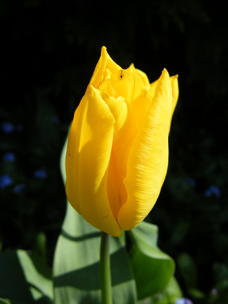 l'insecte découvre la fleur