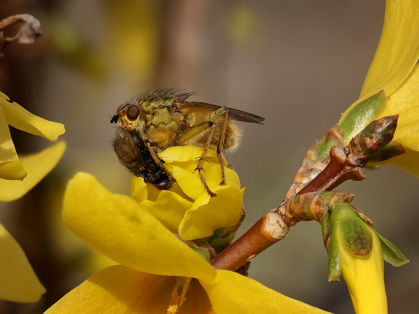 L'insecte est un loup pour l'insecte