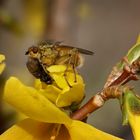 L'insecte est un loup pour l'insecte