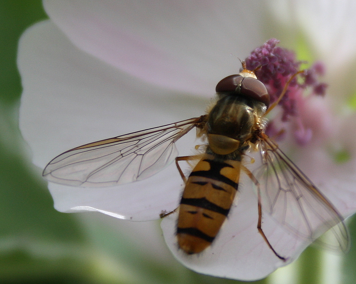 L'insecte et la fleur