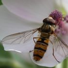 L'insecte et la fleur