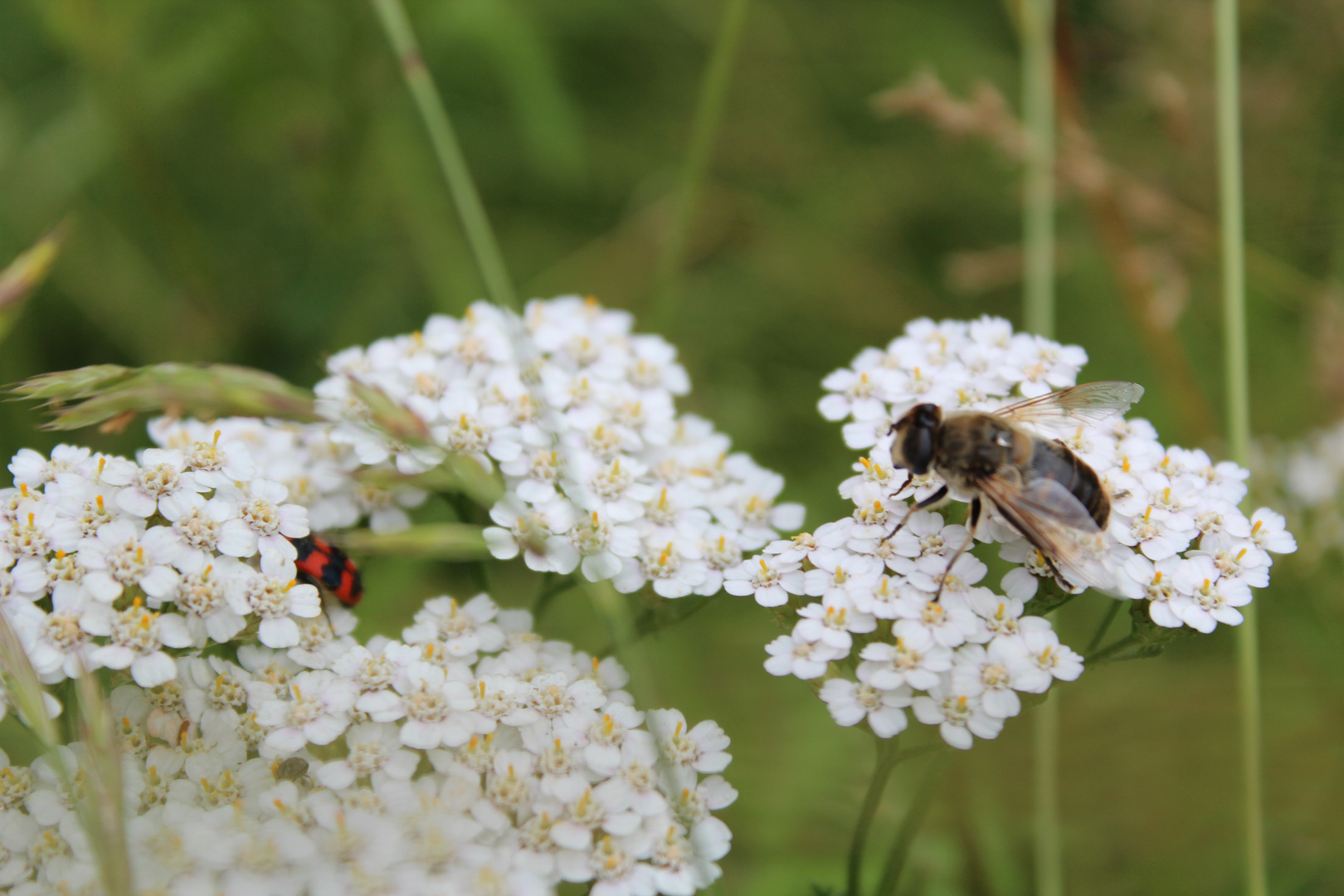 L'insecte et la fleur ..