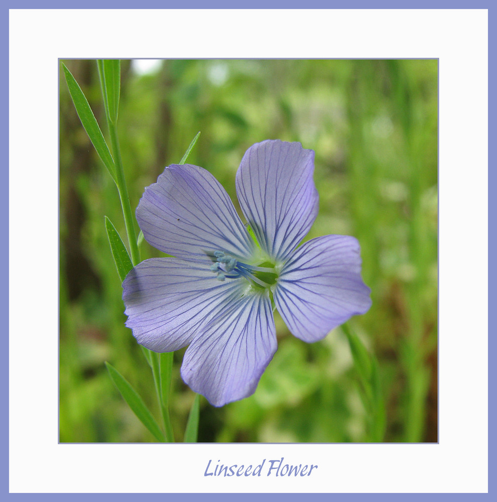 Linseed Flower