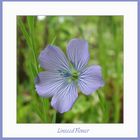 Linseed Flower