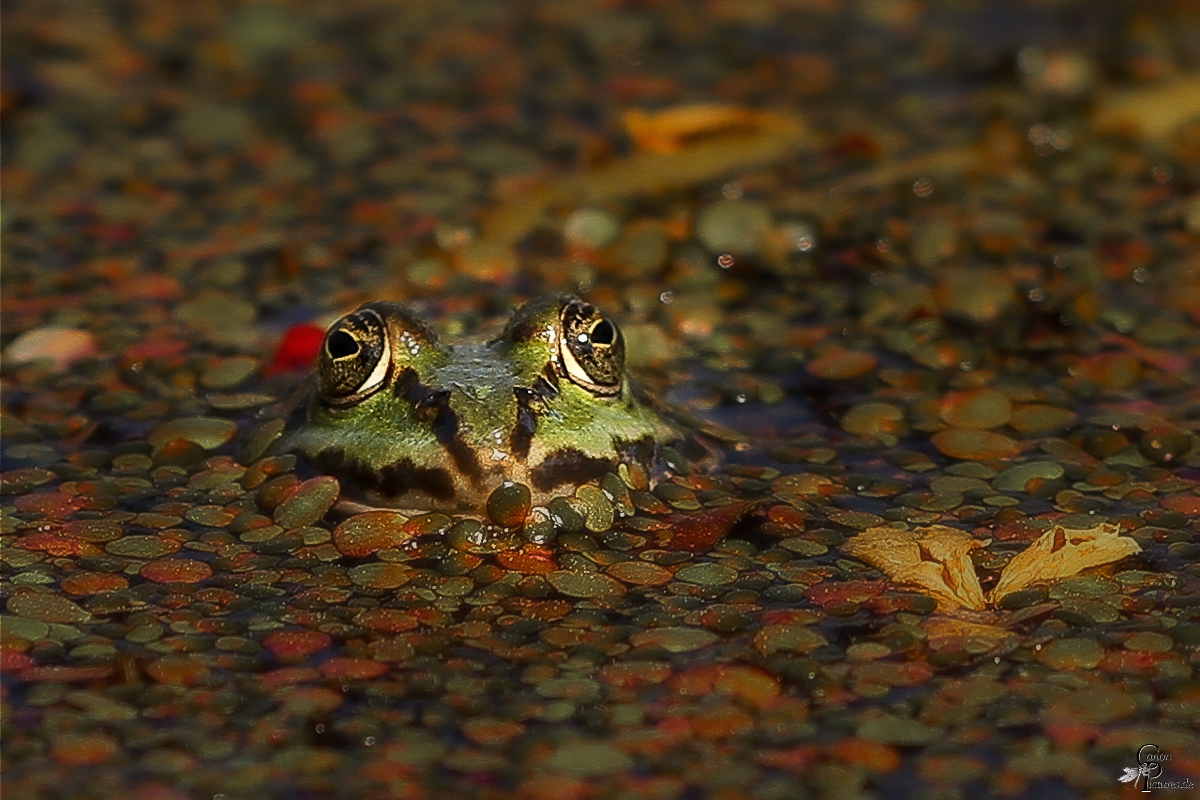 Linseneintopf mit Froschschenkel